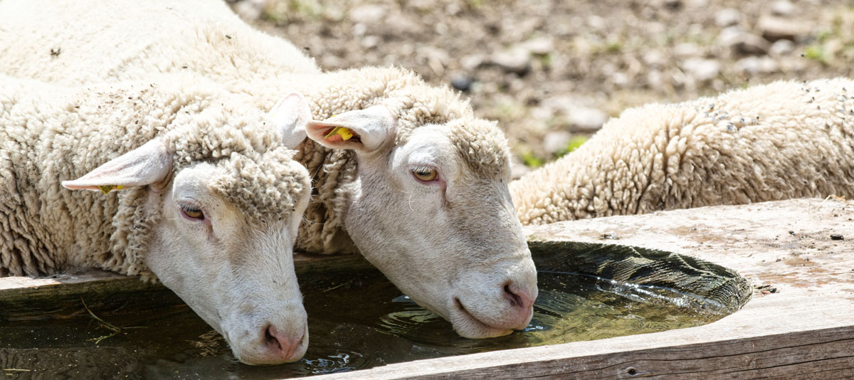 Tränkewasser Komfort Foto AdobeStock cameleonpictures